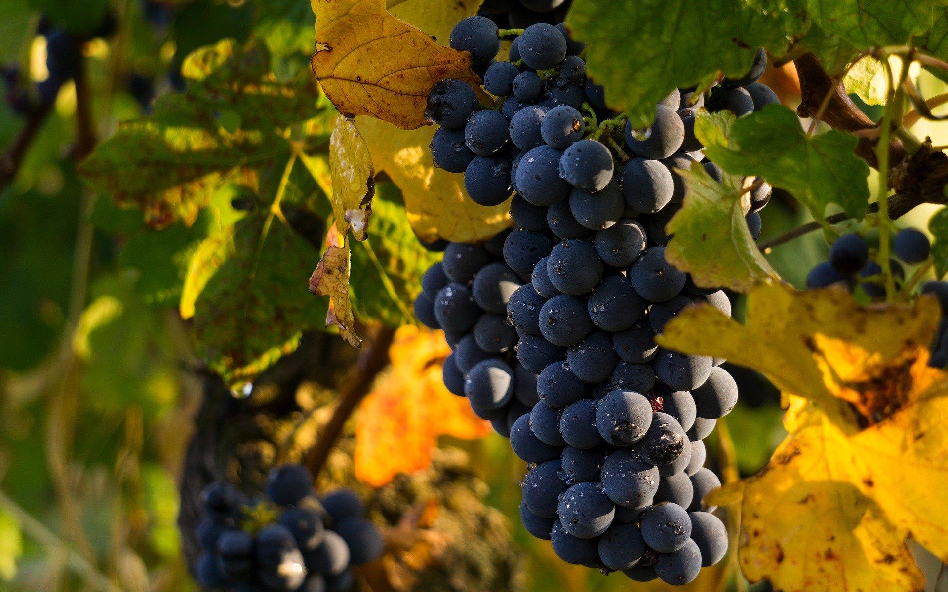 Chamard Winery