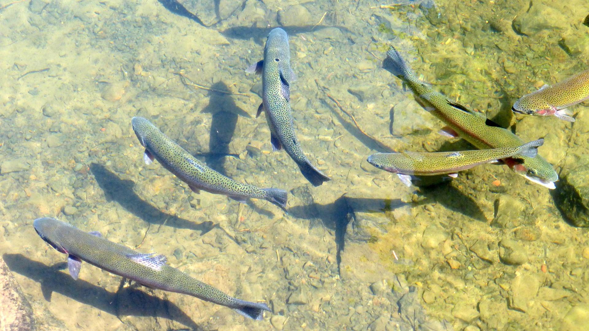 Chatfield Hollow